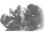 Black Wood-Ear